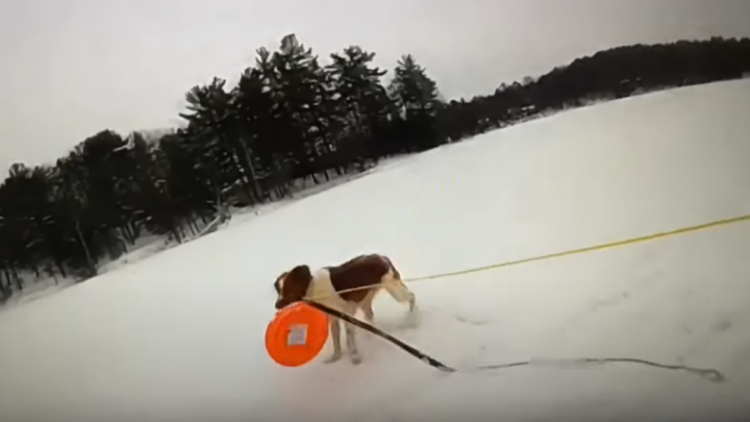 VIDEO/ Përfundoi në ujërat e liqenit të akullt, qeni i shpëton jetën