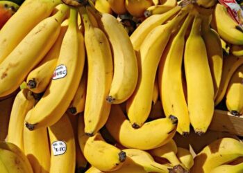 Policia marokene sekuestron 1.5 ton kokainë të fshehur në banane