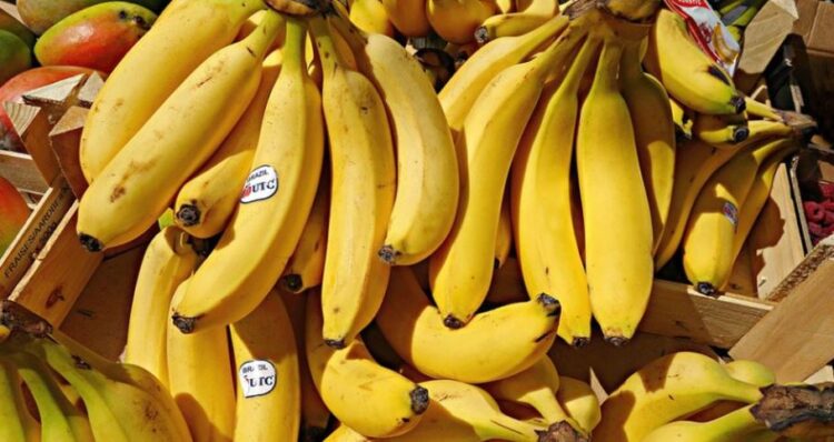 Policia marokene sekuestron 1.5 ton kokainë të fshehur në banane