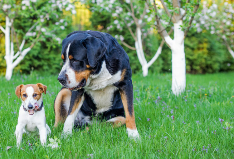 Pse një qen i madh mund të ketë frikë nga një qen i vogël