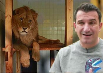 Korrupsion me mishin e luanit, Lali Eri jep pa garë 132 MLN lekë të ushqimit për Kopshtin Zoologjik