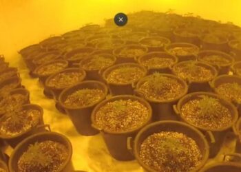 Ktheu zyrat e punës në “ferma” kanabisi, shqiptari dënohet me 25 muaj burg/ Detajet