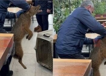 E pazakontë! Kapet një çakall në qendër të Tiranës