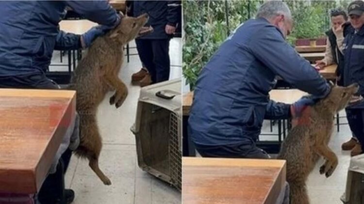 E pazakontë! Kapet një çakall në qendër të Tiranës