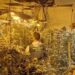 Gjendet plantacioni me drogë, kapen dy shqiptarë në Spanjë