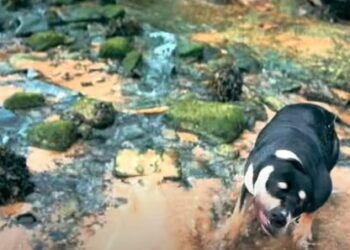 Qentë e reperit të njohur sulmojnë për vdekje të moshuarën