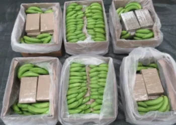 E fshehur në kontenierin me banane, sekuestrohet 5.7 ton kokainë
