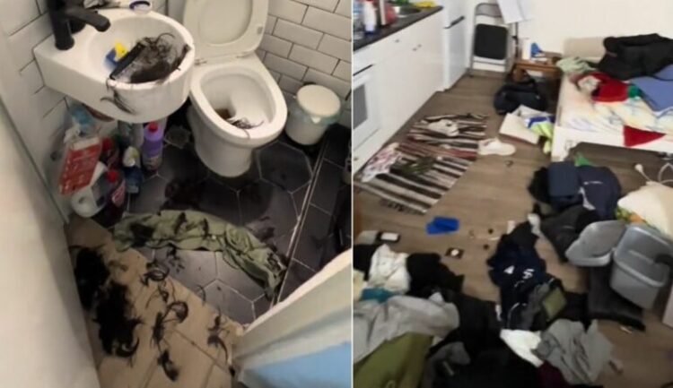 Hajdutët hyjnë në shtëpinë e muzikantit, vjedhin dhe…