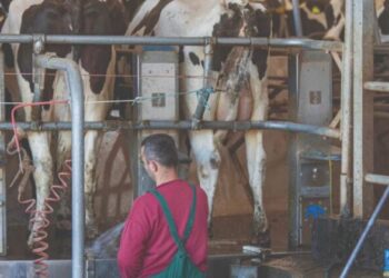 Reduktimi i TVSH-së, 2 kërkesat që zhbllokojnë ngërçin në blegtori