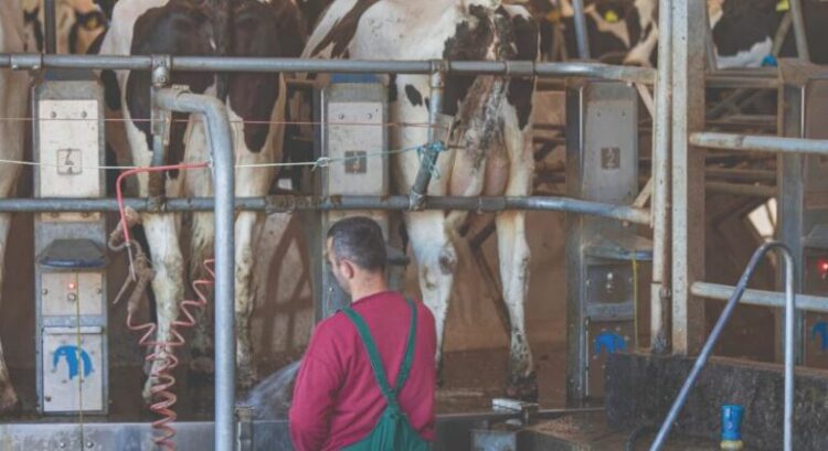 Reduktimi i TVSH-së, 2 kërkesat që zhbllokojnë ngërçin në blegtori