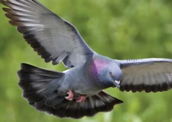 E padëgjuar: Lirohet pas 8 mujsh pëllumbi, dyshohej se ishte spiun!