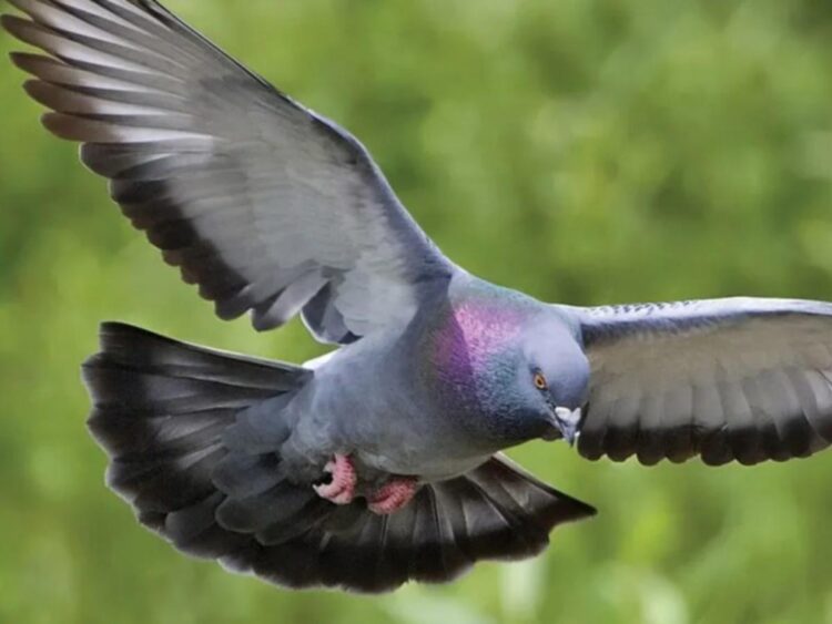 E padëgjuar: Lirohet pas 8 mujsh pëllumbi, dyshohej se ishte spiun!
