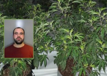 I diplomuar për arte, shqiptari kapet në fermë kanabisi