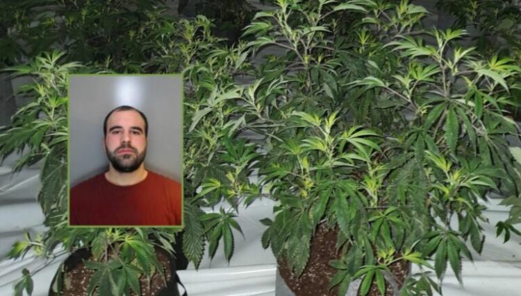 I diplomuar për arte, shqiptari kapet në fermë kanabisi