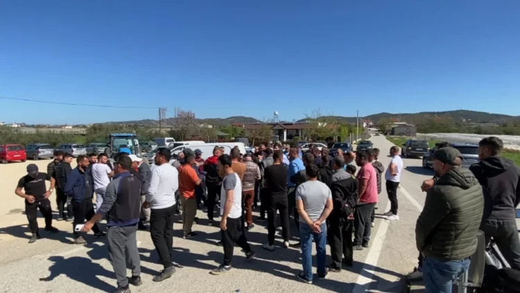 “50 lekë një kilogram luleshtrydhe”/ Fermerët protestojnë në Fier