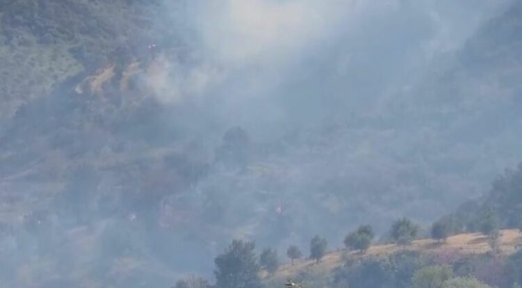 Zjarri në Fier/ Flakët përhapën në ullishte, policia shoqëron…