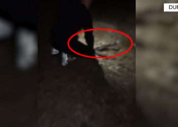 8 persona në pranga, gjuanin me kallash dhe videot i postonin në…