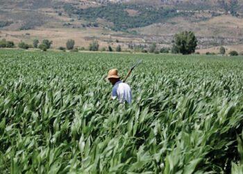 Po na mbysin importet, ushqimet e importuara zënë 80% të tezgave