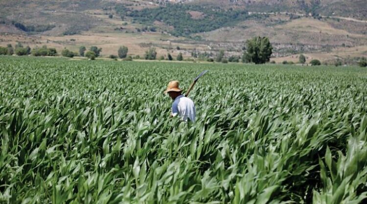 Po na mbysin importet, ushqimet e importuara zënë 80% të tezgave