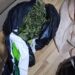 Sekuestrohen 10 kg kanabis, arrestohen tre persona