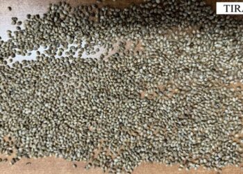 Kapet me fara kanabisi gati për shitje, e pëson i mituri