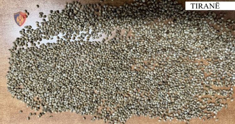 Kapet me fara kanabisi gati për shitje, e pëson i mituri