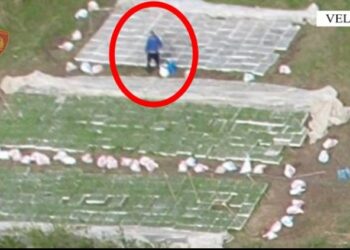 Kapen 37 mijë kubikë me fara dhe fidanë kanabisi, pranga 38-vjeçarit