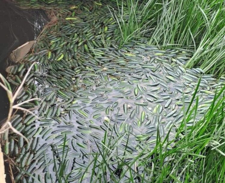 Fermerët të dëshpëruar nga çmimet e ulëta, hedhin prodhimin në kanal