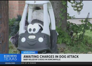 E rëndë! U sulmua nga tre qen pastor, ndërron jet foshnja!