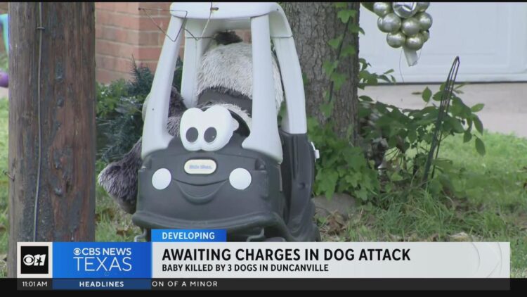 E rëndë! U sulmua nga tre qen pastor, ndërron jet foshnja!