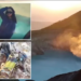 Po bënte foto, e reja bie në kraterin e vullkanit dhe humb jetën – Pamjet