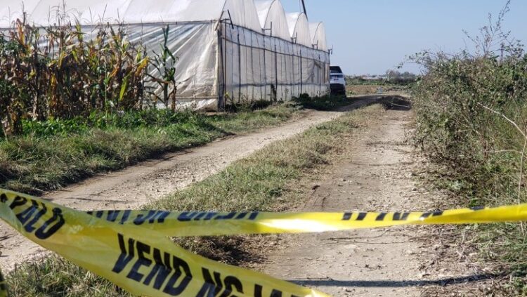 Sera me kanabis, Gjykata lë në burg 6 të arrestuarit