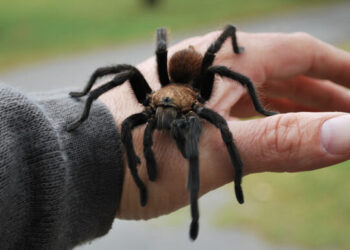 Disa fakte të çuditshme por të vërteta të merimangave