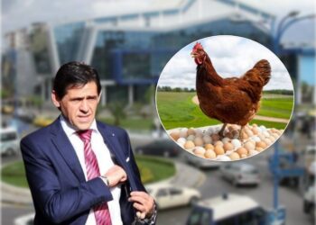 Korrupsion me ushqimin e çerdheve, kontrata 116 MLN lekë e Rakip Sulit me Argent Dacin