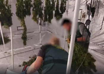 Goditet grupi kriminal shqiptaro-kubanez në Spanjë/ Sekuestrohet 1 ton kanabis