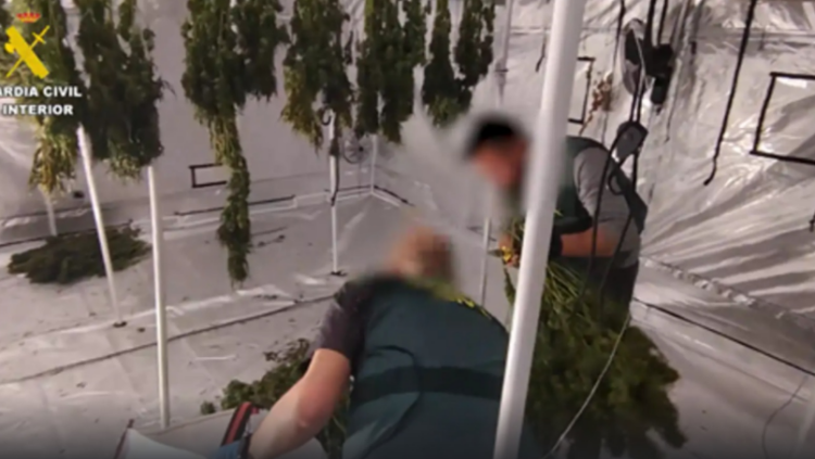 Goditet grupi kriminal shqiptaro-kubanez në Spanjë/ Sekuestrohet 1 ton kanabis