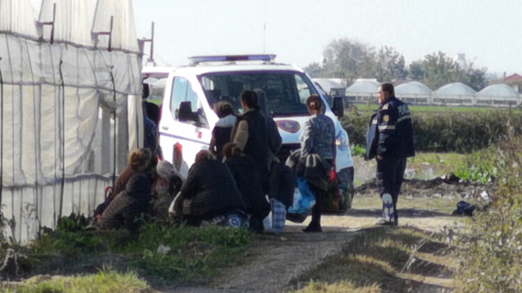 Sera me kanabis në Berat, SPAK: U arrestuan 6 persona, 3 të tjerë në kërkim