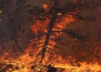 Riaktivizohet vatra e zjarrit në pyjet e Pogradecit