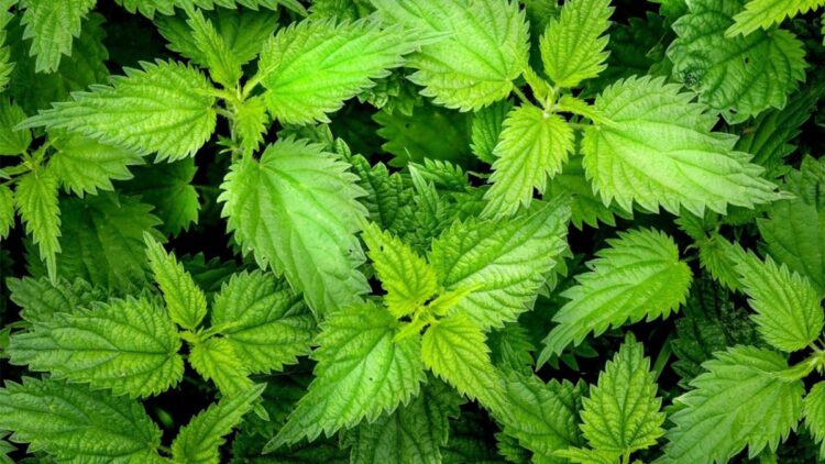 Hithrat, sa përvëluese aq edhe shëruese! Si t’i përdorni për shëndet të mirë