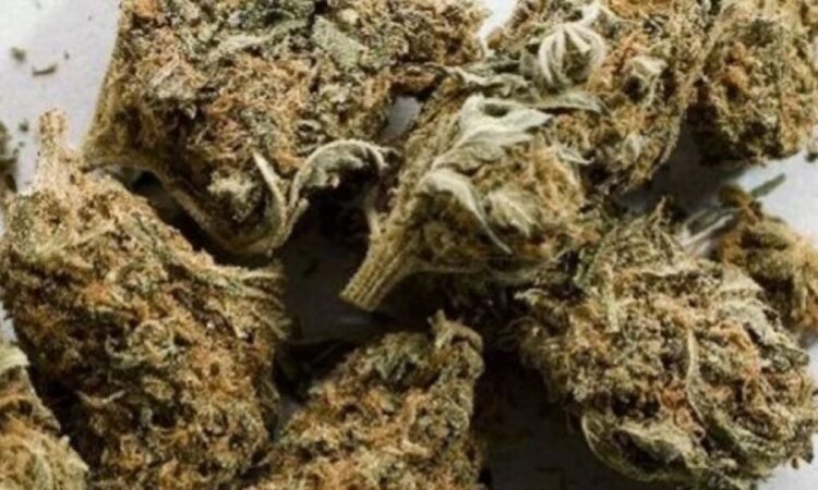 Kapet sasi e madhi hashashi, në pranga greku dhe 40-vjeçarja shqiptare