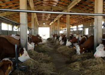 Ulet çmimi i qumështit, blegtorët e zonës së Maliqit në vështirësi