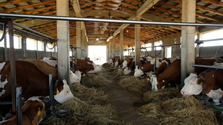 Ulet çmimi i qumështit, blegtorët e zonës së Maliqit në vështirësi