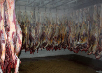 Prodhimi vendas nuk mjafton, importet e kafshëve të gjalla për mish u rritën me 62% në janar-mars