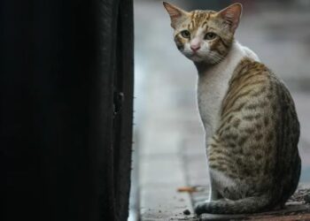 Masakroi 76 mace duke i prerë dhe me gërshërë, dënohet me 14 muaj burg i riu