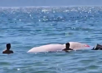 Parashutisti në Vlorë humb kontrollin në ajër, i vjen në ndihmë…