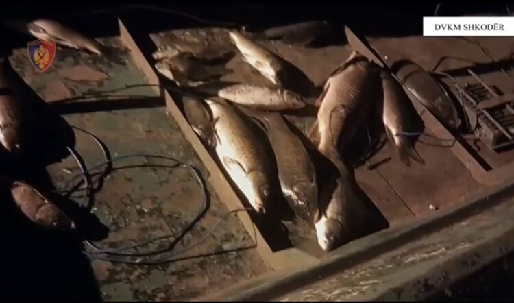 Peshkonin në liqenin e Shkodrës në mënyrë të paligjshme, dy persona nën hetim