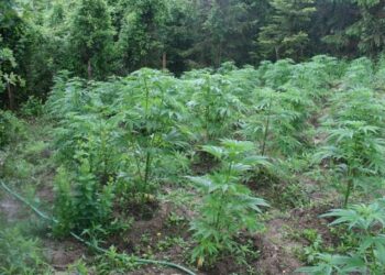 Kultivim i lëndëve narkotike, arrestohet kryeplaku në Lezhë, në pranga dhe i biri