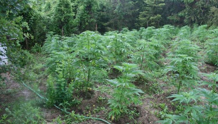 Kultivim i lëndëve narkotike, arrestohet kryeplaku në Lezhë, në pranga dhe i biri