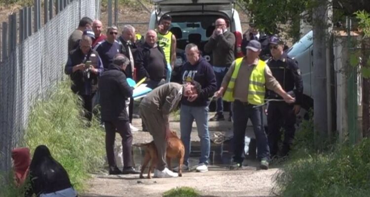 E rëndë, fëmija 1 vjeç sulmohet për vdekje nga dy qen pitbullë