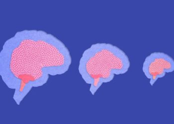 Studimi: Truri i njeriut është zvogëluar dhe askush nuk e di pse